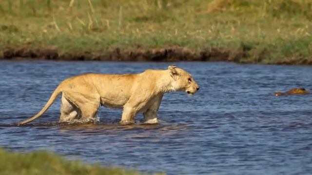 Крокодил атаковал львицу с детенышами. смотреть онлайн
