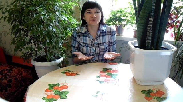 Сансевиерия. Уход в домашних условиях смотреть онлайн
