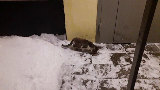 Котоужин! смотреть онлайн