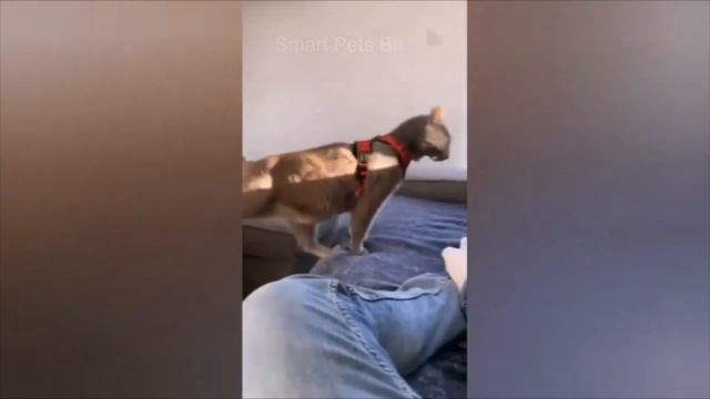 Very?? Funny Cat | Dog Videos | Smart Pets Buddy | Part 5 смотреть онлайн