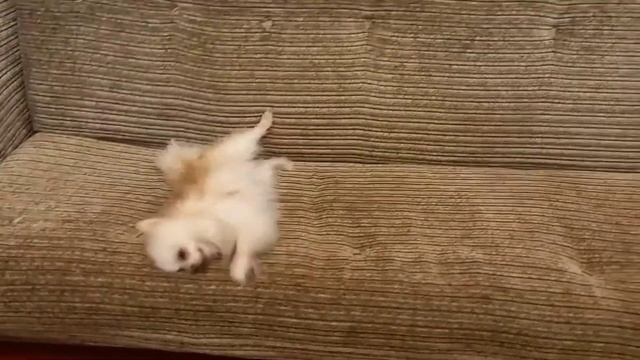 кручусь как "белка в колесе"? смотреть онлайн