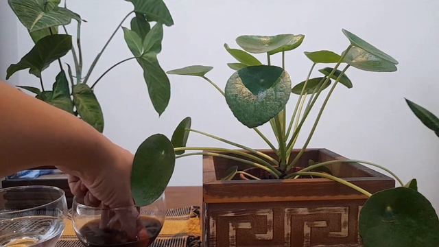 COMO LIMPAR FOLHA DE PLANTA COM CAFÉ | COMO DEIXAR FOLHA DE PLANTA BRILHANDO | KELLY FREITAS смотреть онлайн