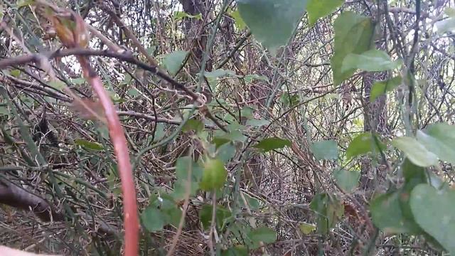 Колючка. Бесплатная еда смотреть онлайн