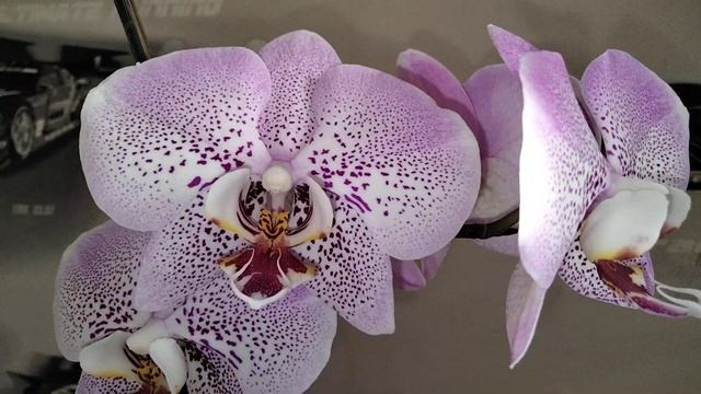 Цветение орхидеи фаленопсис Джиллиан. (Phal. Jillian) смотреть онлайн