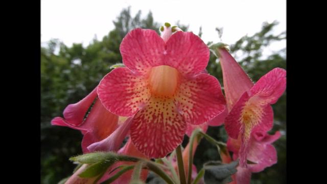 Мир ахименесов смотреть онлайн