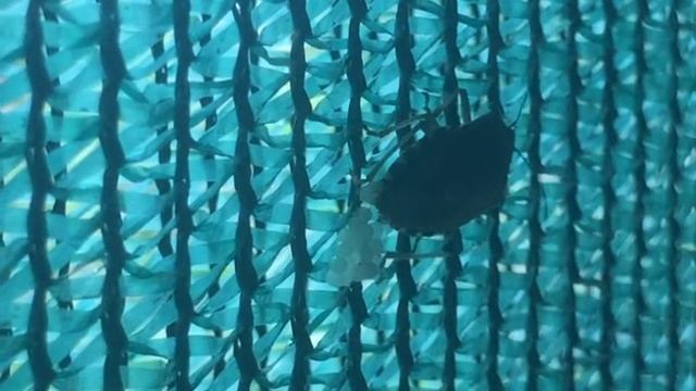 Коричневый Мраморный Клоп откладывает яйца на москитной сетке смотреть онлайн