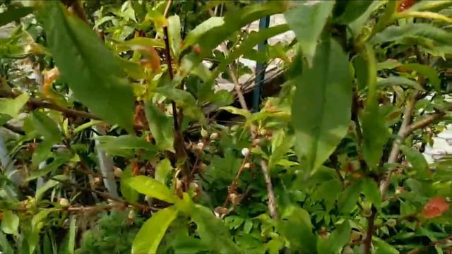 Мои цветы и растения во дворе/часть 2/ смотреть онлайн