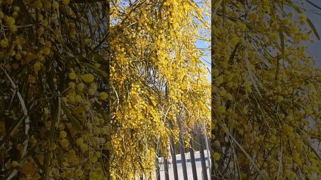 Акация или мимоза? Весеннее дерево? смотреть онлайн