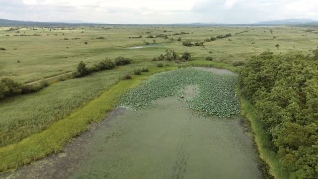 Лотосы | Приморский край 4К смотреть онлайн
