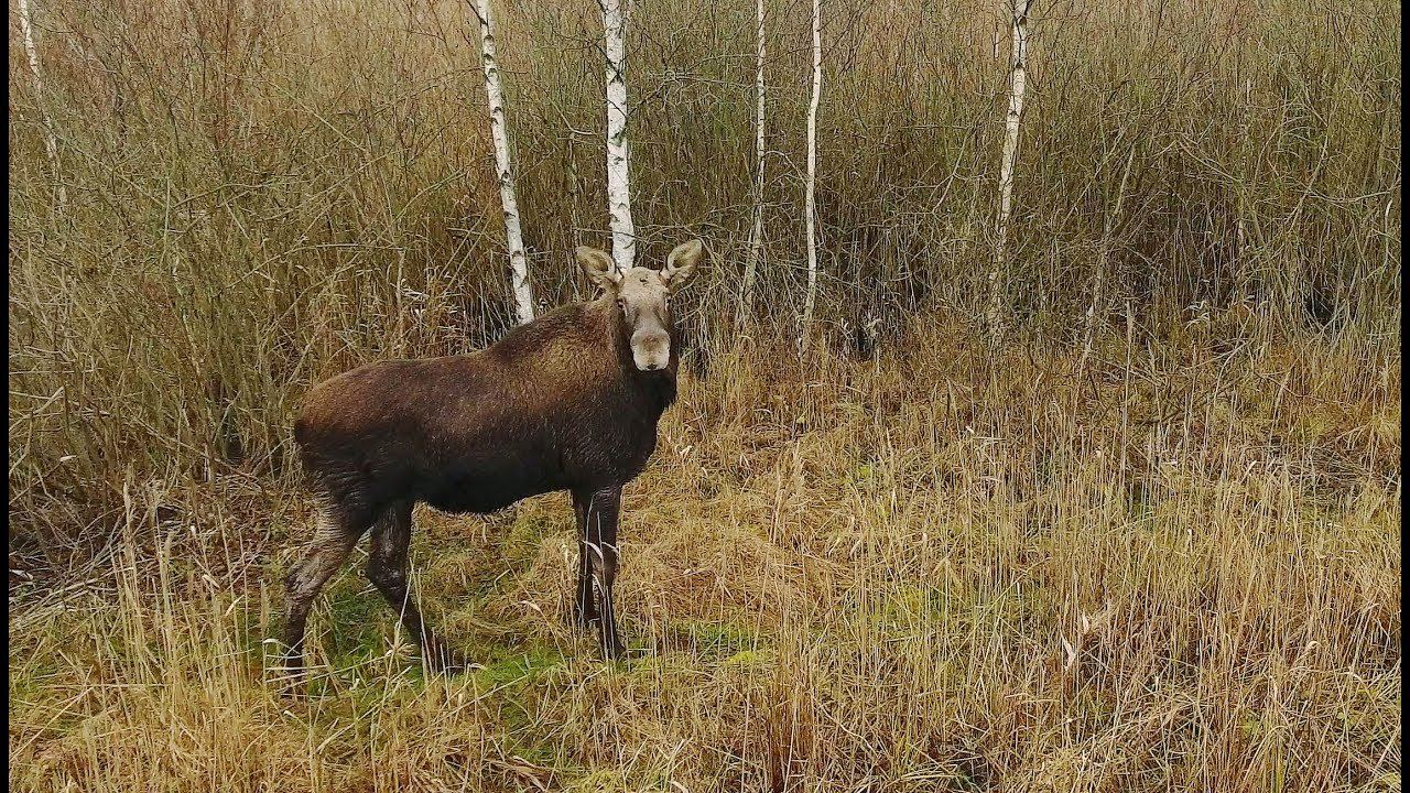 Лось (Alces Alces) - Elk