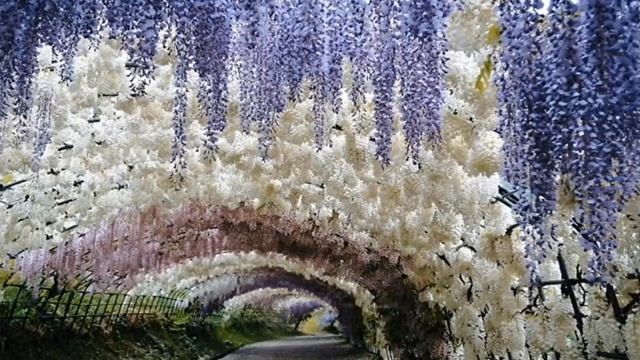 ???ЦВЕТЫ ГРЕЦИИ?ГЛИЦИНИЯ.Сиреневый водопад смотреть онлайн