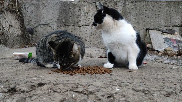 Кормлю уличных котиков. Котенок куда-то пропал( смотреть онлайн