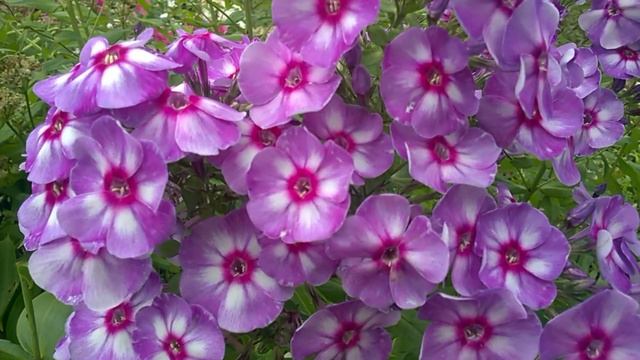 Флокс Маргри смотреть онлайн