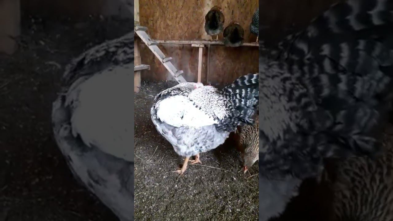 чистюля.... смотреть онлайн