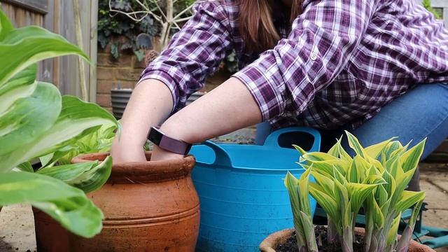 Planting a new shade tolerant perennial - Heuchera "Peach Crisp" смотреть онлайн