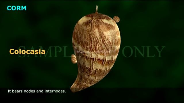 UNDERGROUND STEM MODIFICATIONS смотреть онлайн