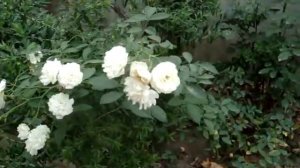 Роза сноу балет почвопокровная