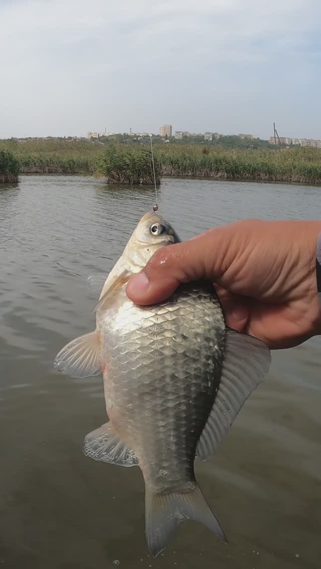 Приманка на карася 😉 смотреть онлайн
