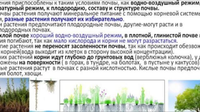 Почвенная среда - характеристика, приспособления растений и животных. Подготовка к ЕГЭ по биологии. смотреть онлайн