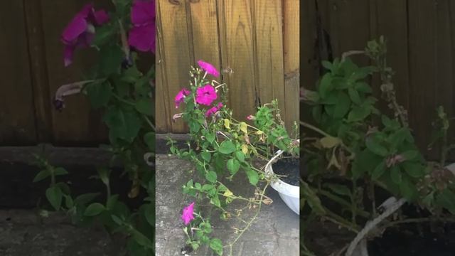 Колибри у нас на даче на море ? смотреть онлайн