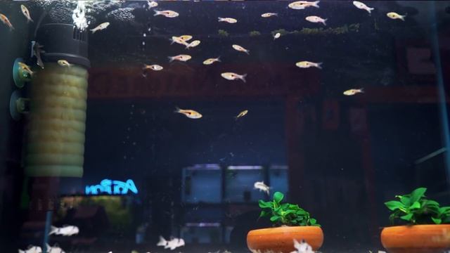 The BEST Goldfish and Turtle Filter! смотреть онлайн