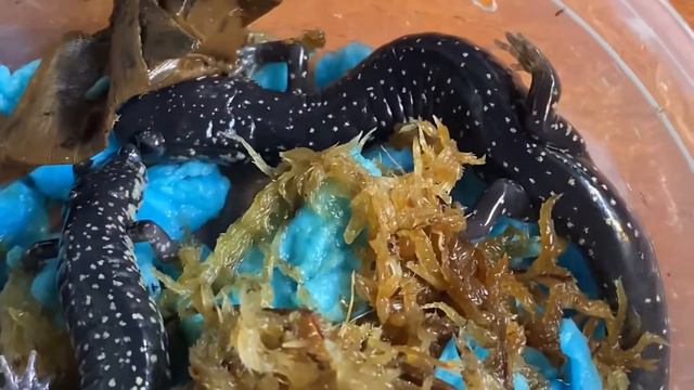 Unboxing Slimy Salamanders from Underground Reptiles!! смотреть онлайн