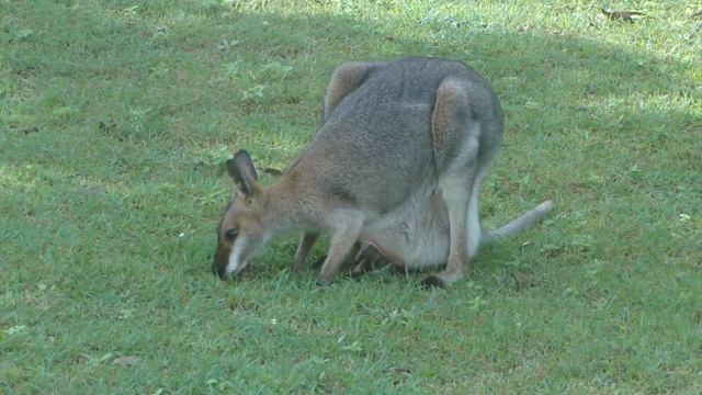 Wallabies 07 Mother & Joey смотреть онлайн
