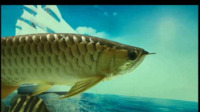 TOP 10 RARE ASIAN AROWANA! смотреть онлайн