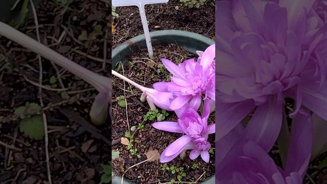 Колхикумы #2 Начало цветения 2022окт07 3сорта смотреть онлайн