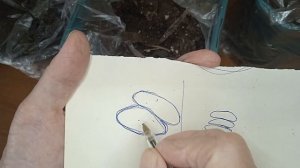 КАК ПРОВЕРИТЬ- ЖИВА ЛИ ВЕТКА..ЖИВ ЛИ САЖЕНЕЦ ГОРТЕНЗИИ???