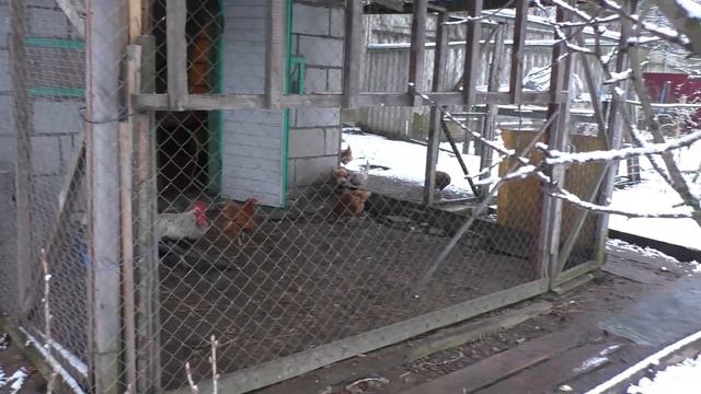 Житейские дела Петух поет Коты на прогулке смотреть онлайн