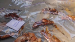 Начало сезона высадки луковиц кислиц после прорастания в зиппакетах.
