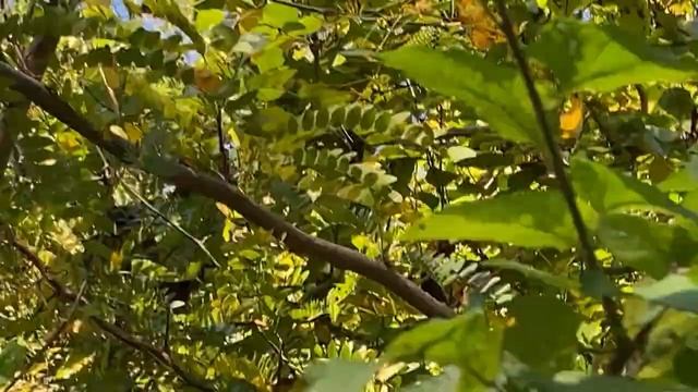 Gleditsia triacanthos (honeylocust) смотреть онлайн