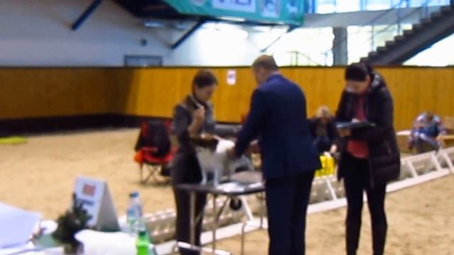республиканская всех пород 11.12.16 смотреть онлайн