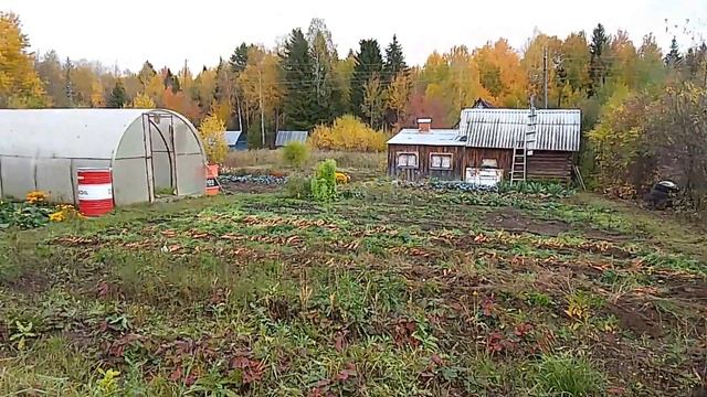 Копаю грядки/Убрала морковь и свеклу/Немного о Бабушке Вале. смотреть онлайн