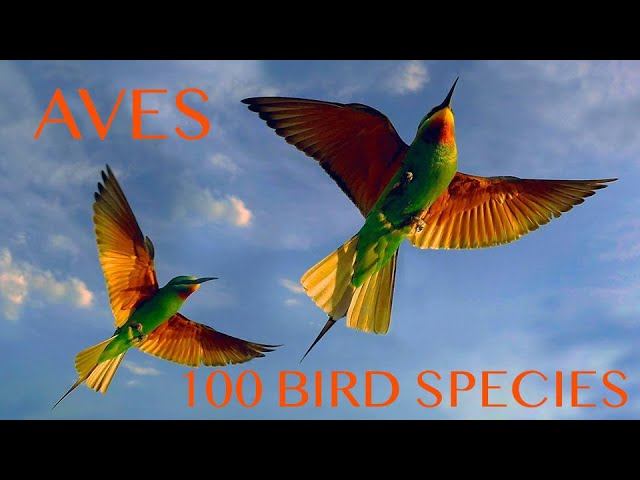 100 Bird Species By Aves - 100 видов птиц от AVES | Film Studio Aves