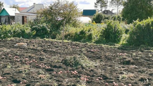 Копаем картофель. Урожай сортового картофеля Гала и Ирбитский 2023 года. смотреть онлайн