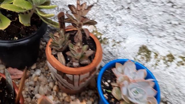 suculentas cultivadas no tempo смотреть онлайн