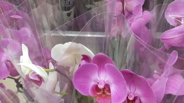 Обзор орхидей 22 июля 2021 АШАН Воронеж смотреть онлайн