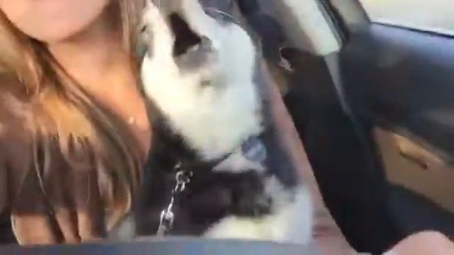 Аляскинский кли кай Арт Симпатия Вегас и его владелица смотреть онлайн