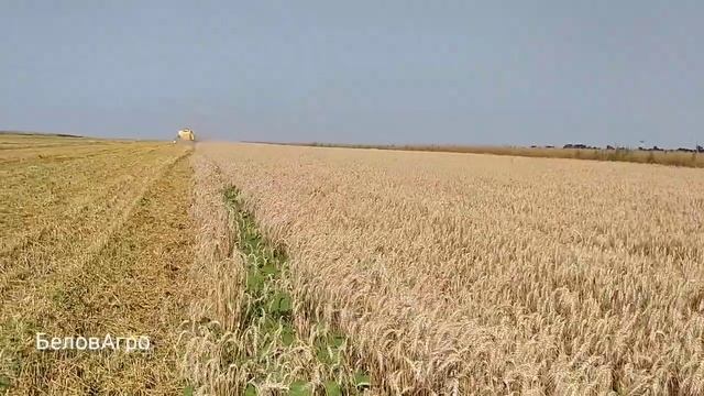 Уборка озимой пшеницы 