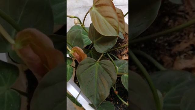 PHILODENDRON MICANS #micans #philodendron #philodendronmicans смотреть онлайн