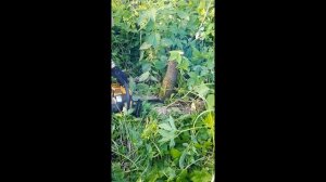 "Богатырский" щепорез