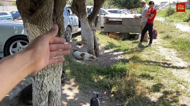 Ит БАЗАР~линиясы м/н порода күчүктөр. ЖАКШЫЫЫ НЕРСЕЛЕР ЭКЕН смотреть онлайн