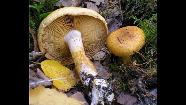 Cortinarius saginus смотреть онлайн