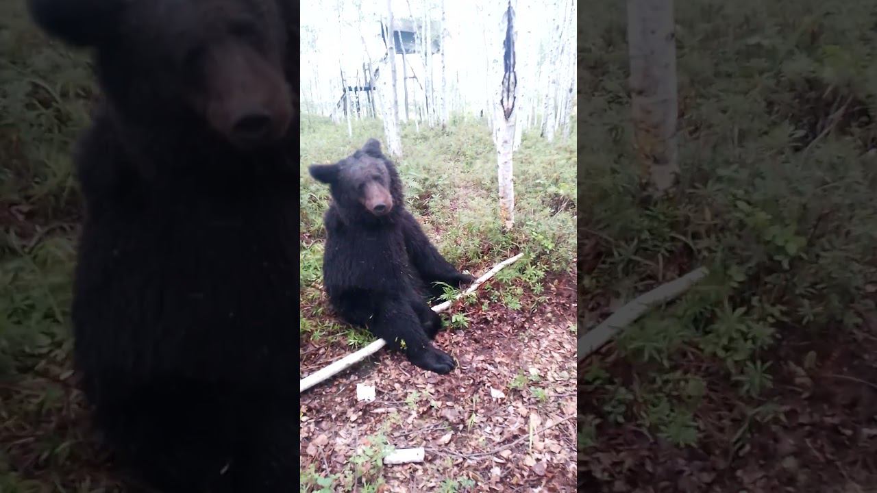 У Буржуя позитивное настроение. #медведь #bear смотреть онлайн