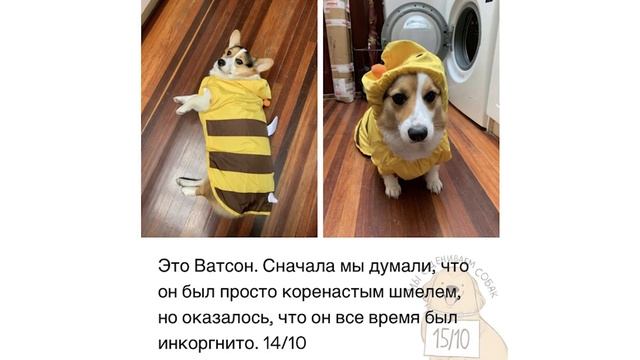 ЛИЧИНКА БУЛЬДОГА))) Приколы с собаками | Мемозг #459 смотреть онлайн