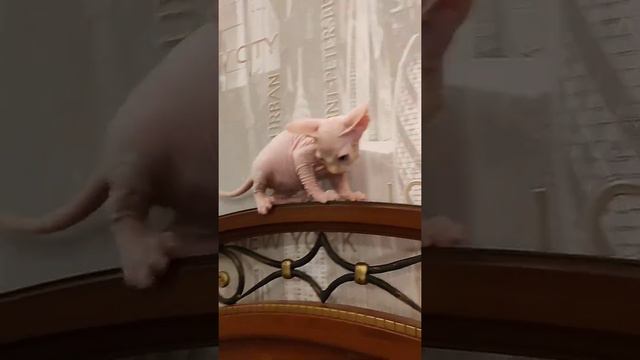 канадский сфинкс смотреть онлайн
