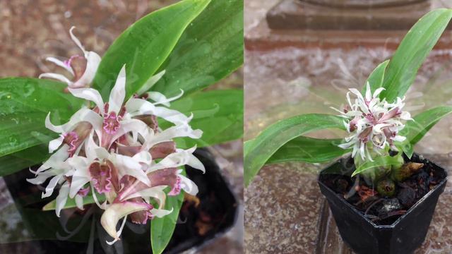 HITS BANGET ANGGREK SPESIES DENDROBIUM 2022 смотреть онлайн