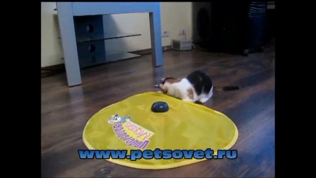 Undercover Mouse Кошка играет с Мышь под ковриком в ПетСовет http://www.petsovet.ru/ смотреть онлайн